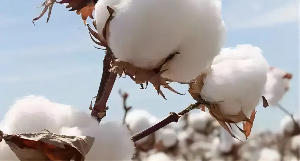 The Introduction of organic cotton